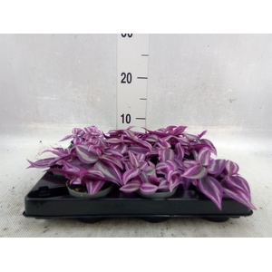 Tradescantia ...