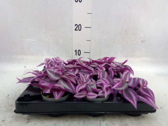 <h4>Tradescantia   ...</h4>