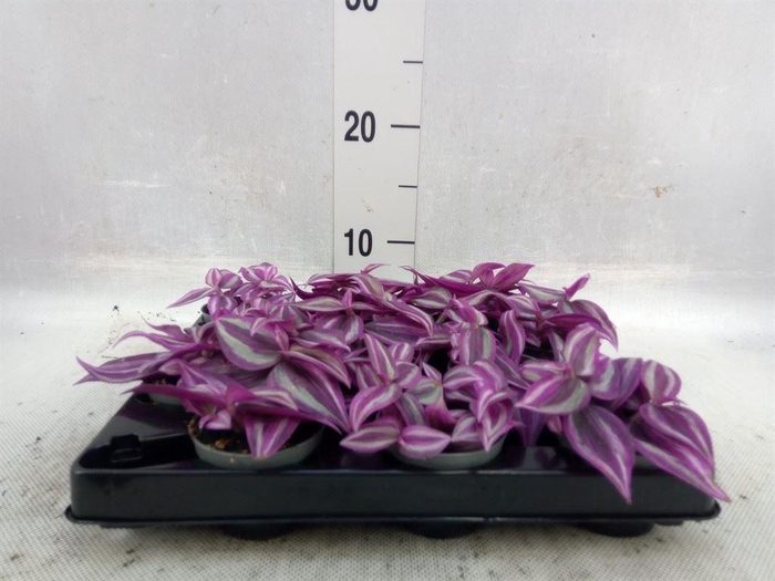 <h4>Tradescantia   ...</h4>
