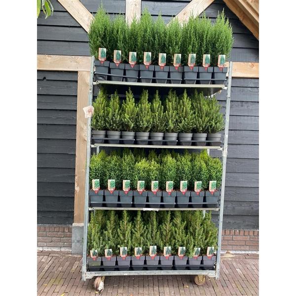 <h4>Mixcc Winter/Kerst-Coniferen P17</h4>