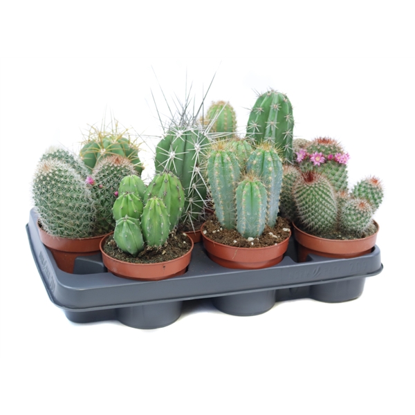 <h4>Cactus mix 10,5 cm</h4>