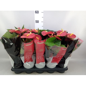 Anthurium andr. 'Royal Champion'