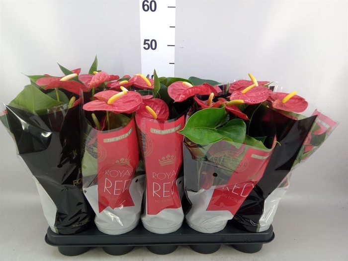 <h4>Anthurium andr. 'Royal Champion'</h4>