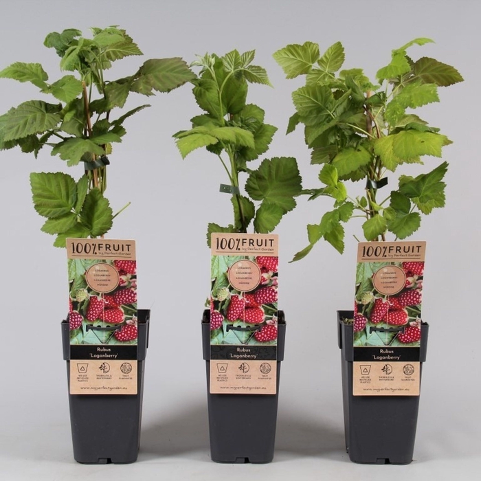 <h4>Rubus Loganberry</h4>