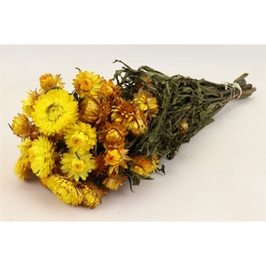 Bunch Helichrysum Slv 100g L50