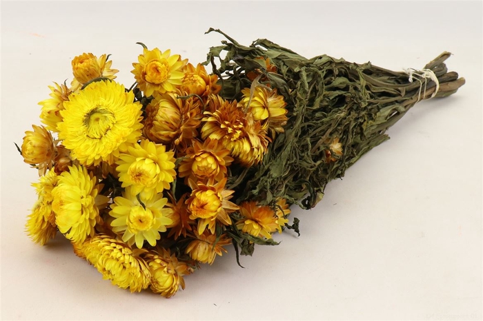 <h4>Bunch Helichrysum Slv 100g L50</h4>