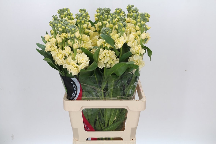 <h4>Matthiola Iron Yellow</h4>