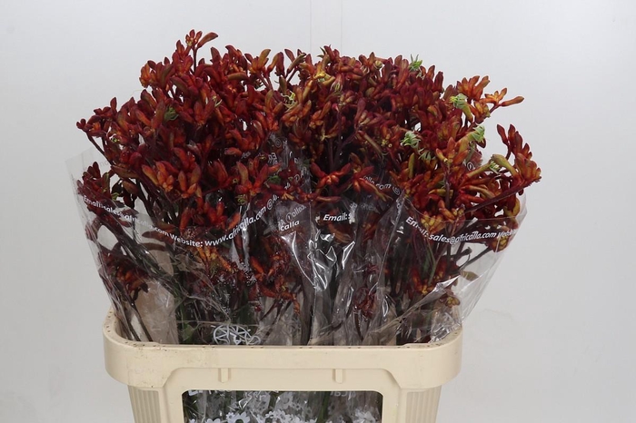 <h4>Anigozanthos Early Spring Indoor</h4>