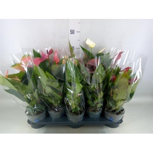 Anthurium   ...mix