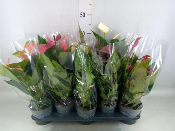 <h4>Anthurium   ...mix</h4>