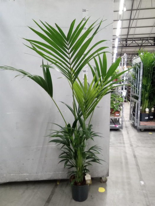 <h4>Howea forsteriana</h4>