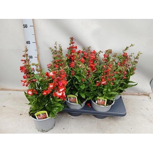 PENST TUB BELLS RED