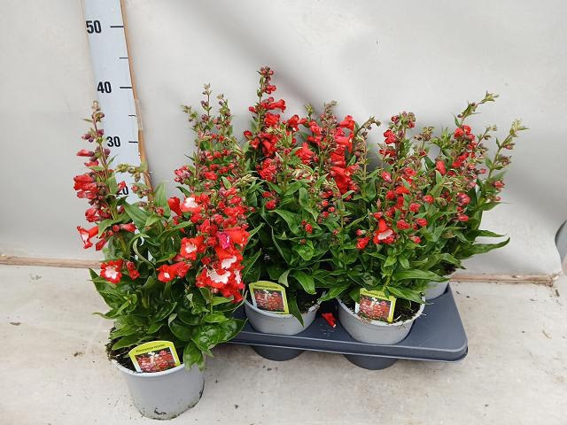 <h4>PENST TUB BELLS RED</h4>