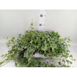 Hedera helix 'Mona Lisa'
