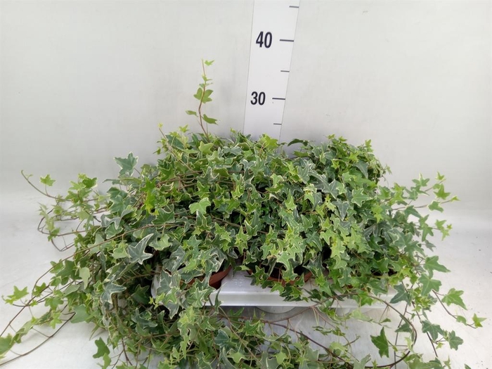 <h4>Hedera helix 'Mona Lisa'</h4>
