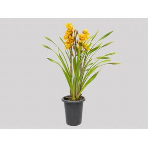 CYMBIDIUM P18 LARANJA MIN 3 HT