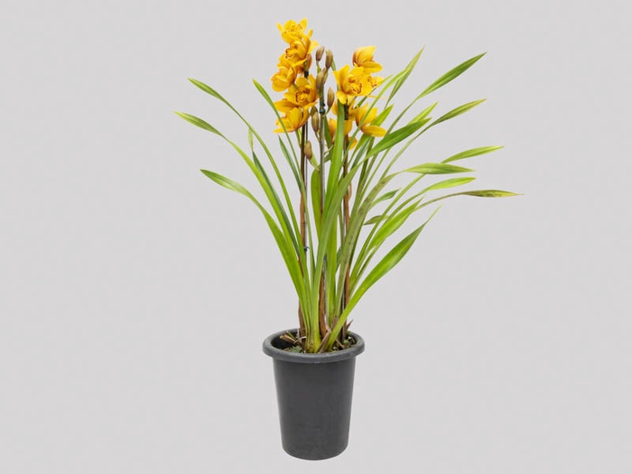 <h4>CYMBIDIUM P18 LARANJA MIN 3 HT</h4>