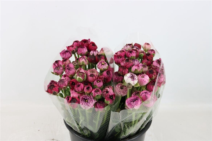 <h4>Ran Elegance Dark Stripe Purple</h4>