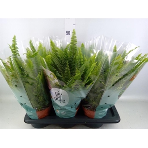Nephrolepis exal. 'Green Lady'