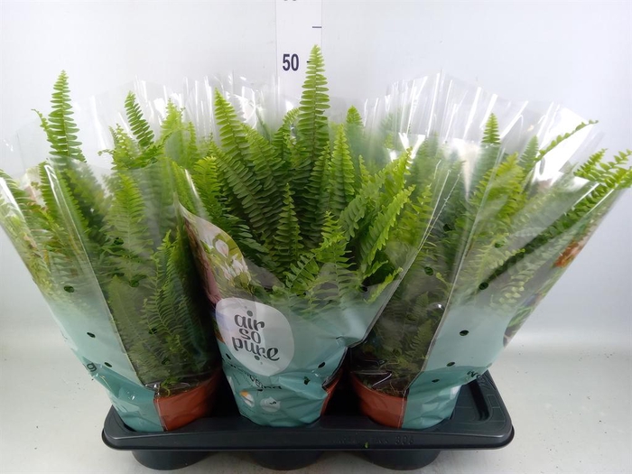 <h4>Nephrolepis exal. 'Green Lady'</h4>