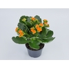KALANCHOE P11 LARANJA