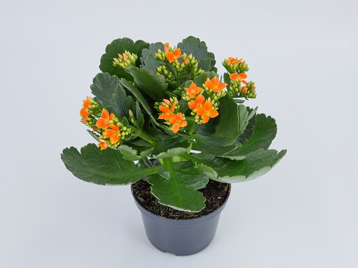 KALANCHOE P11 LARANJA