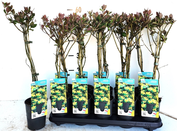 <h4>LON K TELLMANNIANA</h4>