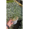 Convolvulus overig