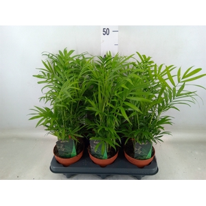 Chamaedorea elegans