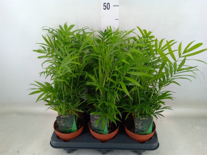 <h4>Chamaedorea elegans</h4>