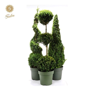 Buxus semp. Special Models XXL Mix Shelf P27