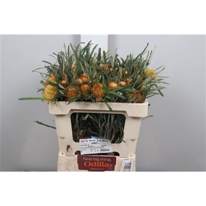 Banksia Ov Dryandra
