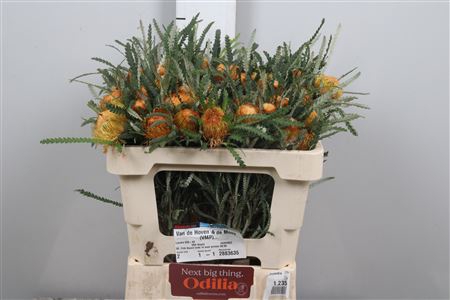 <h4>Banksia Ov Dryandra</h4>