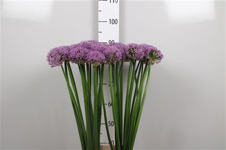 <h4>Allium Gladiator</h4>