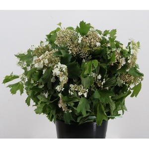 VIBURNUM TINUS BOS