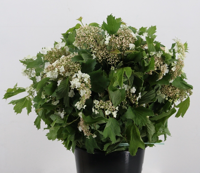 <h4>VIBURNUM TINUS BOS</h4>