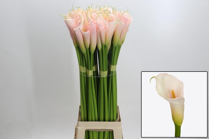 <h4>ZANT AE EYD SALMON</h4>