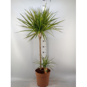 Dracaena marg. 'Sunray'
