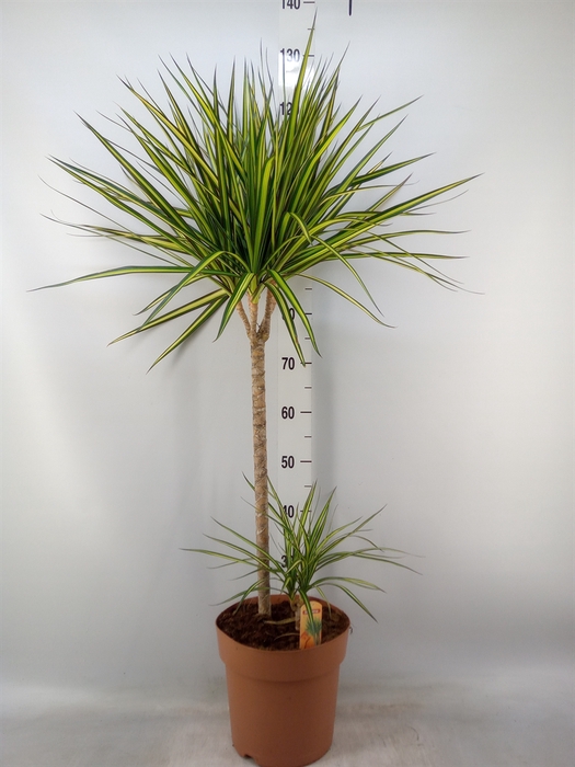 <h4>Dracaena marg. 'Sunray'</h4>