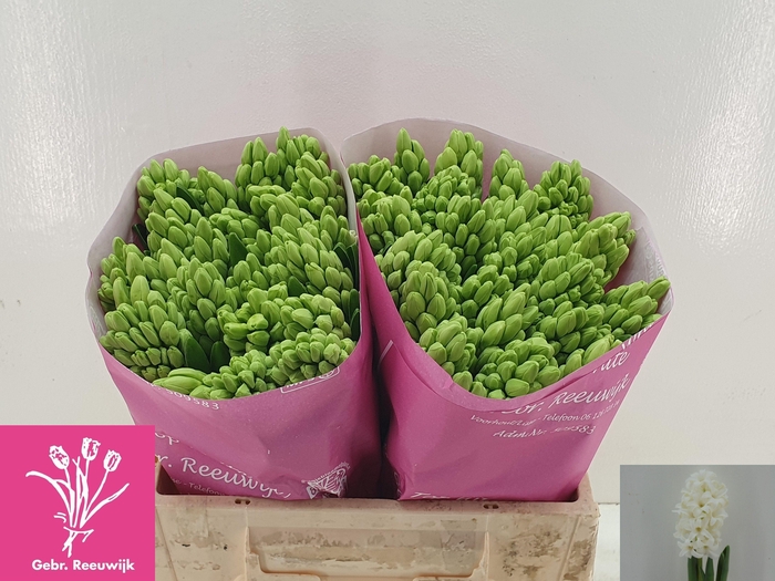 <h4>HYAC TOP WHITE</h4>