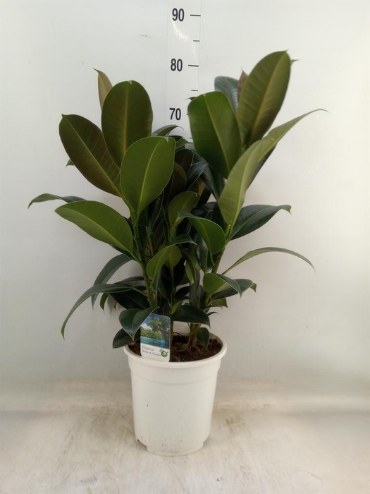 <h4>Ficus   ...</h4>