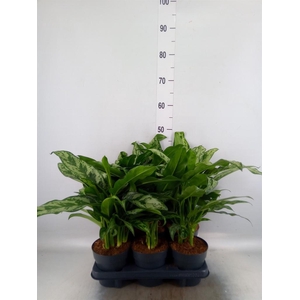 Aglaonema   ...