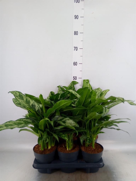 <h4>Aglaonema   ...</h4>