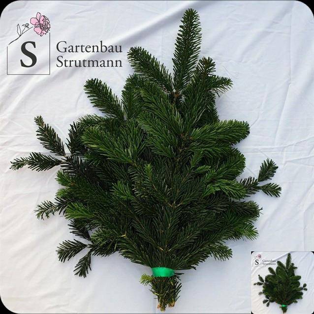 <h4>ABIES NORDMAN BUND</h4>