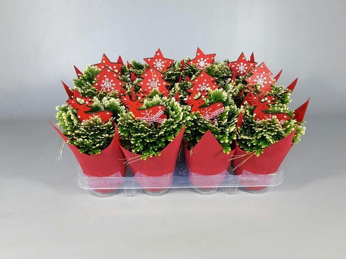 <h4>SELAG M JORI</h4>