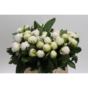 Paeonia Bowl Of Cream