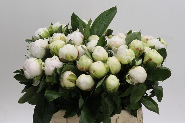 Paeonia Bowl Of Cream