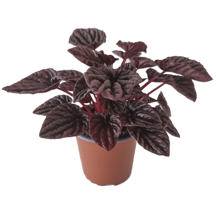 <h4>PEPEROMIA CAPERATA P11 BURGUNDER</h4>