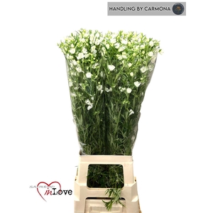 Delph En Morpho Silky White