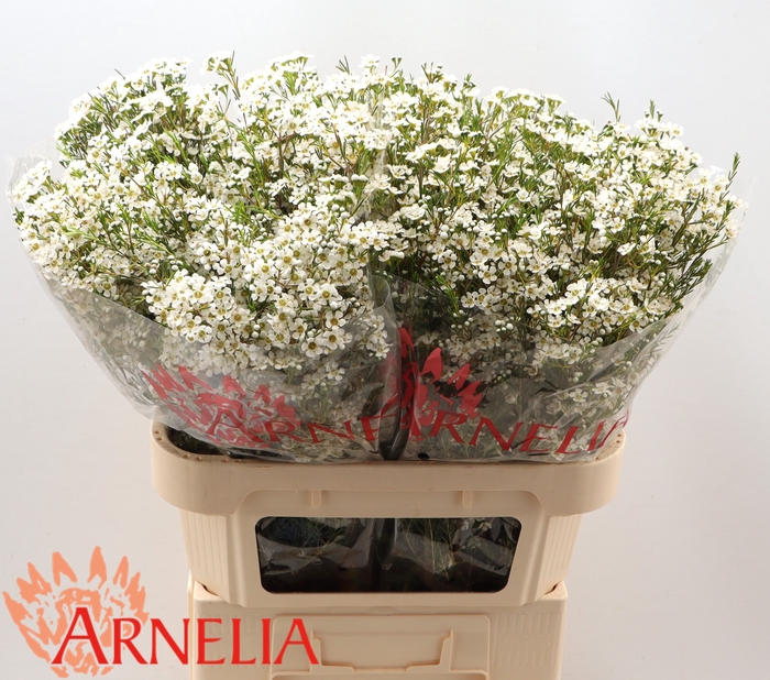 <h4>Chamelaucium 'Pelaco'</h4>